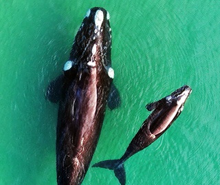 A zoomed in drone image of a southern right whale and her newborn calf taken from the legal height of 100 metres.