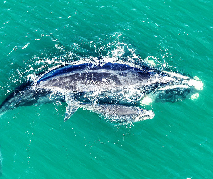Southern right whale (Eubalaena australis) and calf