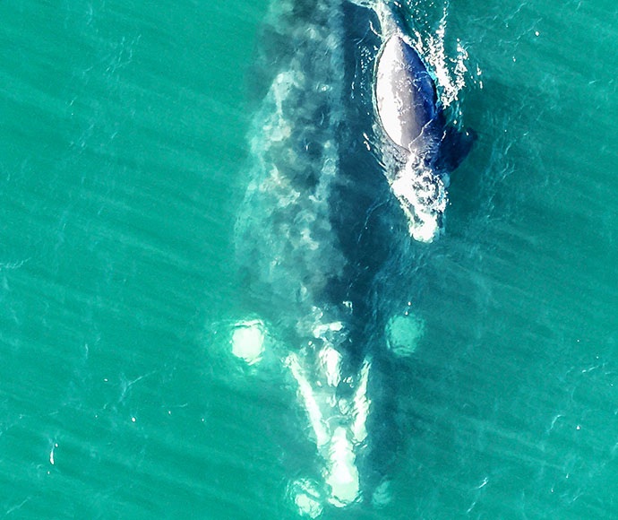 Southern right whale (Eubalaena australis) and calf