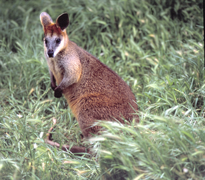 Swamp wallaby (Wallabia bicolour)