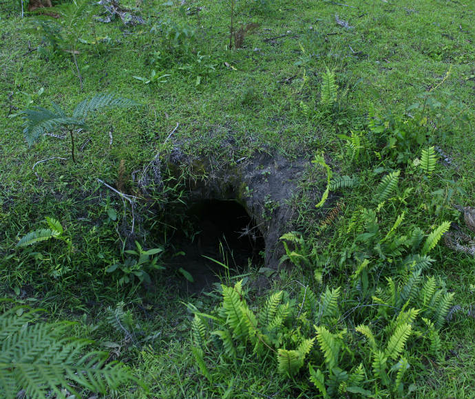 Wombat burrow, Thirlmere Lakes walking track