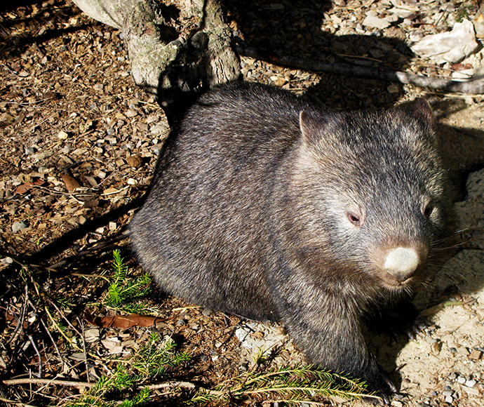 Wombat (Vombatidae)
