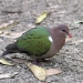 Emerald dove (Chalcophaps indica)