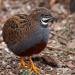 King quail (Coturnix chinensis)
