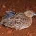 Little button-quail (Turnix velox)
