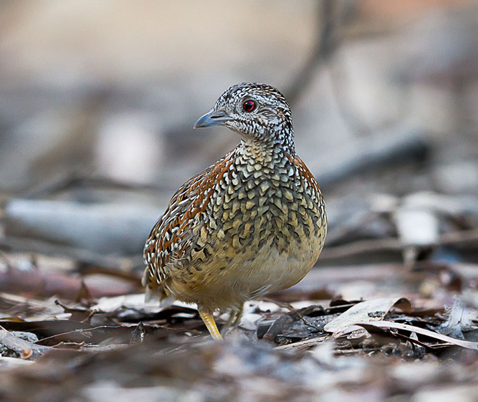Painted button-quail (Turnix varia)