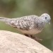Peaceful dove (Geopelia striata)