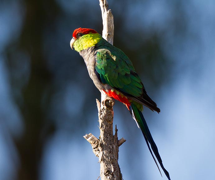 Red-capped parrot (Purpureicephalus spurious)