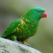 Scaly-breasted lorikeet (Trichoglossus chlorolepidotus)