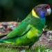 Twenty-eight parrot (Barnardius zonarius semitorquatus)