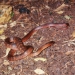 Colletts snake (Pseudechis australis)