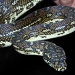 Diamond python (Morelia spilota)