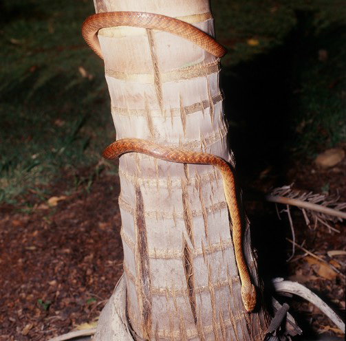 Eastern brown tree snake (Boiga irregularis)