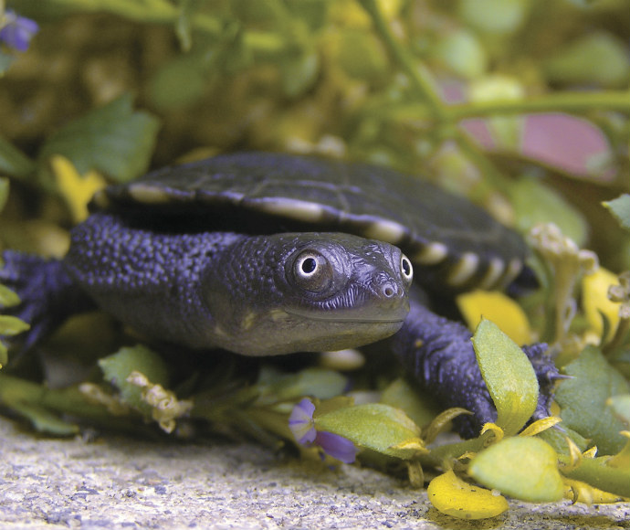 Eastern long necked turtle (Chelodina longicollis) freshwater