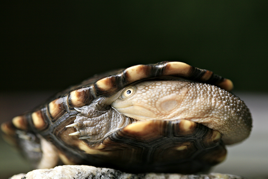 Eastern long-necked turtle (Chelodina longicollis) with head retracted