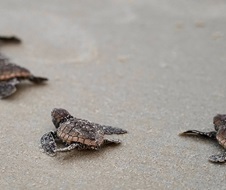 Tiny turtles on wet sand