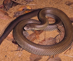 Mulga snake (Pseudechis australia) also known as the king brown snake, venomous