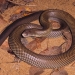 Mulga snake (Pseudechis australis) also known as the king brown snake, venomous