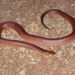 Mulga snake or king brown snake (Pseudechis australis), venomous