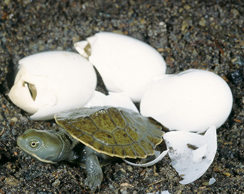 Murray River turtle (Emydura macquarii) hatchling and eggs