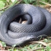 Red-bellied black snake (Pseudechis porphyriacus), venomous