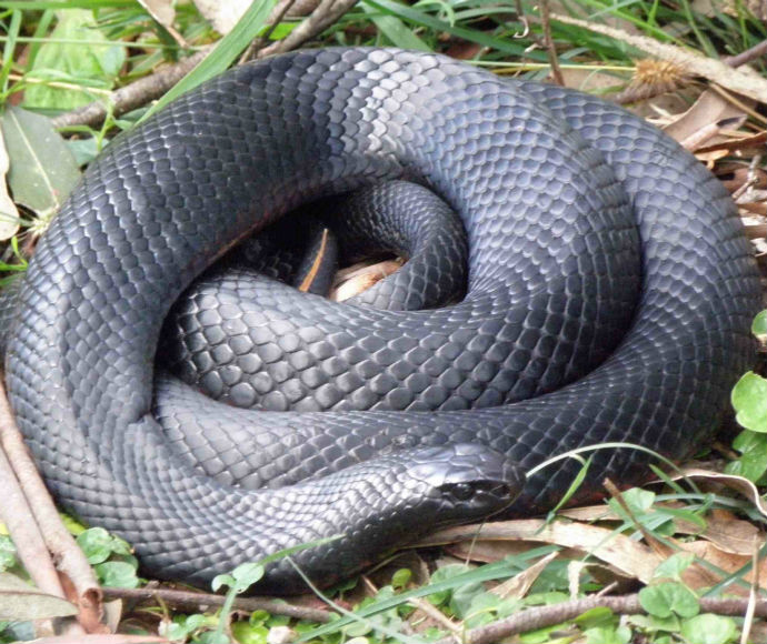 Red-bellied black snake (Pseudechis porphyriacus), venomous