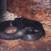 Spotted black snake or blue-bellied black snake (Pseudechis guttatus)