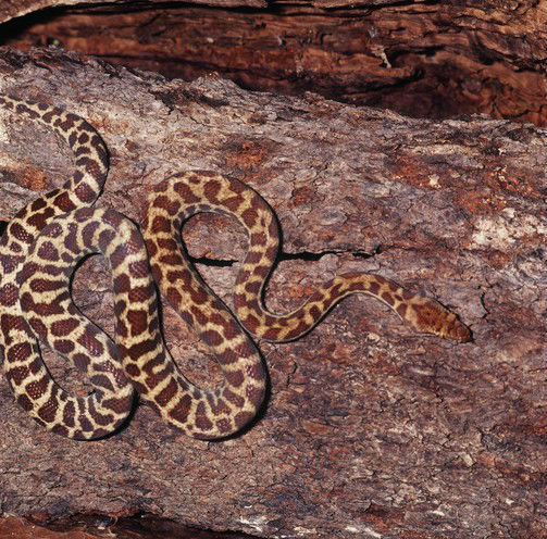 Stimsons python (Antaresia stimsoni)