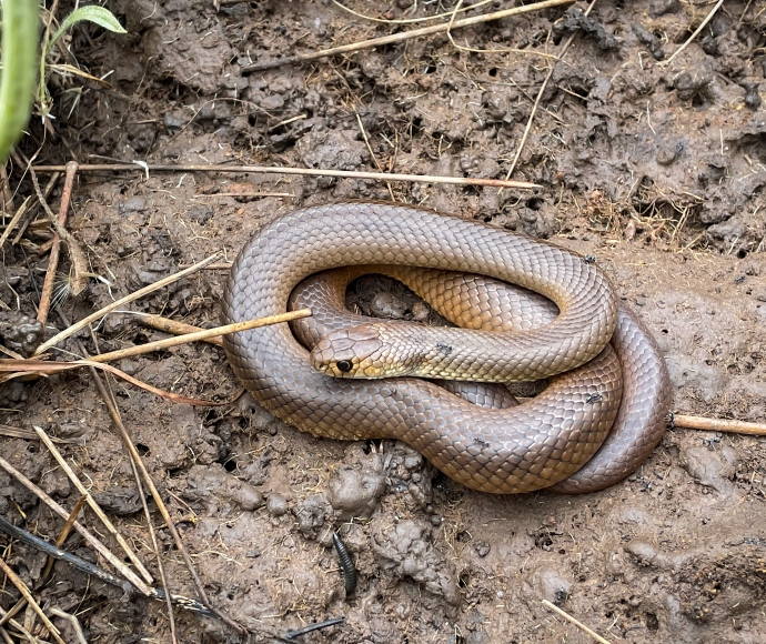 Juvenile tiger snake (Notechis scutatus)