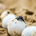 Turtle hatchling emerging from egg at Boambee Beach