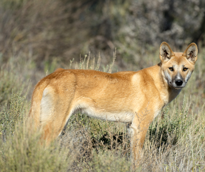 Wild Dog/Dingo (Canis lupus dingo)