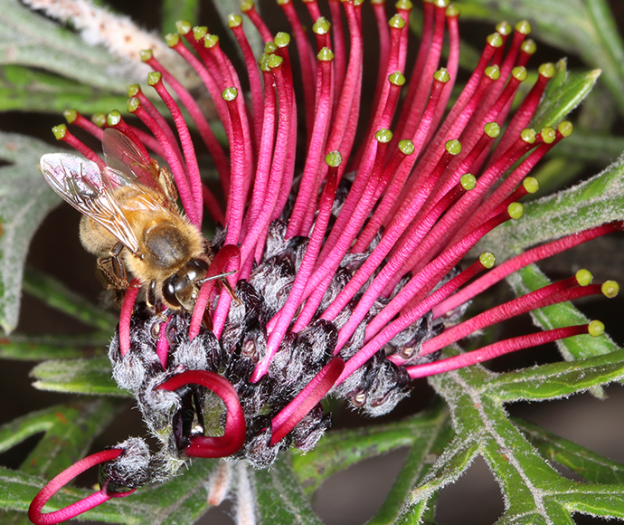 Beadle's Grevillea, Grevillea beadleana, flowers with bee pollinating