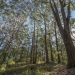 Blackbutt eucalypt trees (Eucalyptus pilularis) and tree ferns forest, Jilliby State Conservation Area