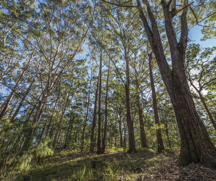 Blackbutt eucalypt trees (Eucalyptus pilularis) and tree ferns forest, Jilliby State Conservation Area