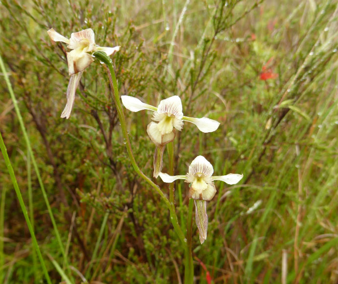 Donkey orchid (Diuris eborensis)