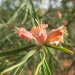 Emubush (Eremophila longifolia) in flower, Paroo-Darling National Park