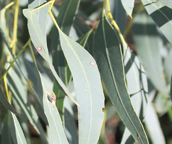 Eucalyptus benthamii (Camden White Gum)