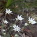 Flannel flower (Actinotus helianthi) found in open forest and dry hillsides, coastal dunes and heaths, on sandy soils