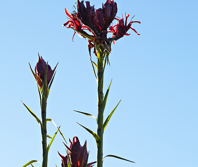 Doryanthes excelsa Gymea Lily or Flame or Spear Lily native flora