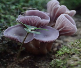 Waxcap mushrooms, (Hygrocybe reesiae).