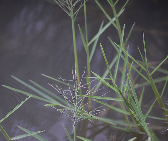 Moira grass (Pseudoraphis spinescens) is setting seed in the Barmah-Millewa forest