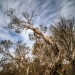 The Mongarlowe mallee, one of Australia's rarest eucalypts