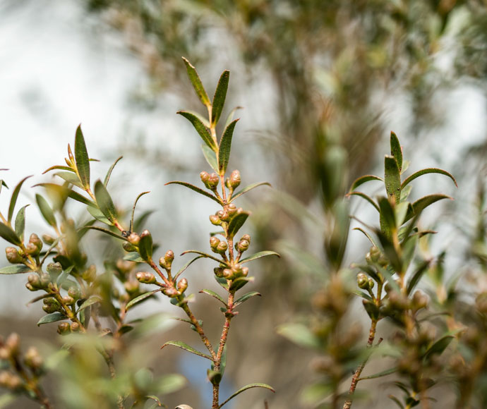 The unique, curved leaves of the Mongarlowe mallee that inspired its scientific name, ‘Eucalyptus recurva’