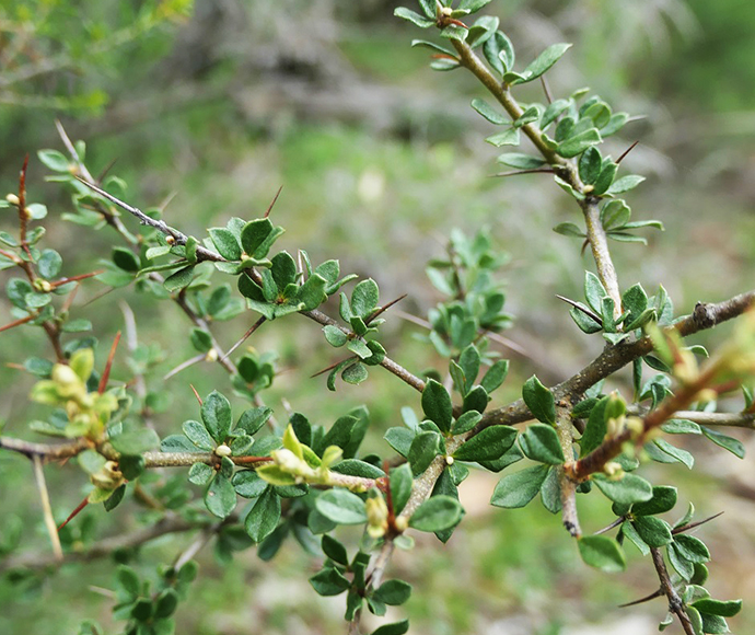 Native blackthorn  (Bursaria spinosa) close up