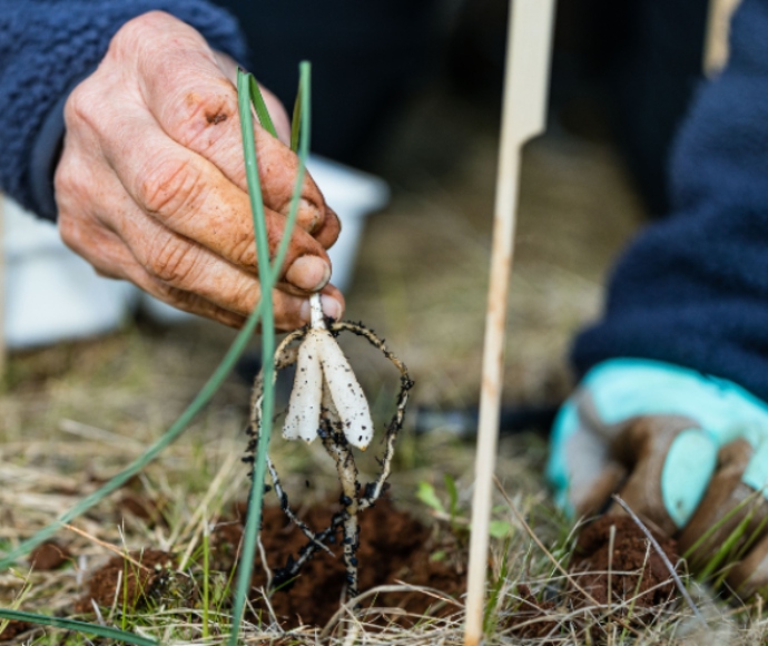 The fungi are transferred into the soil with each plant.