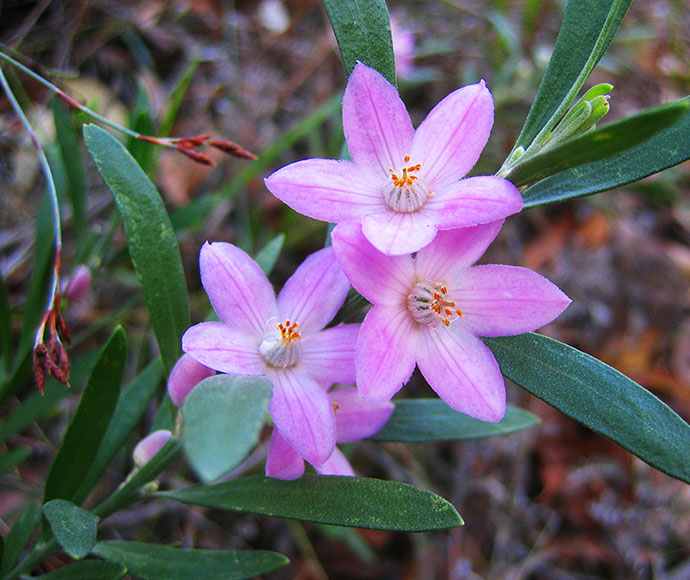 Pink Wax Flower (Eriostemon australiasius)