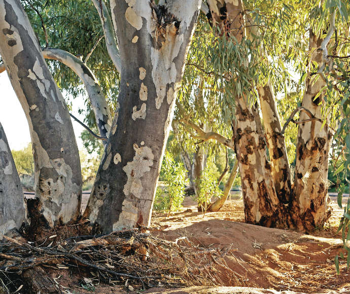 River red gums (Eucalyptus camaldulensis)