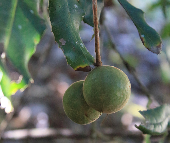 Rough-shelled bush nut (Macadamia tetraphylla) fruit
