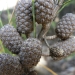 Broombush she-oak (Allocasuarina diminuta) cones