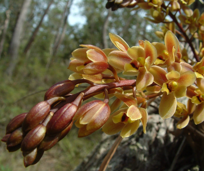 Snake orchid (Cymbidium suave)